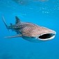 Watch: Thrill-Seekers Turn Whale Shark into Their Surfboard