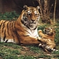 Watch: Tiger Cubs Make Their Debut at Bronx Zoo