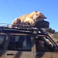 Watch: Tiger Falls Asleep on the Roof of a Car
