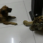 Watch: Tiger Wants a Drink, Dog Is Determined Not to Let Him near His Bowl