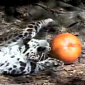 Watch: Tigers, Leopards, Lynx Destroy Halloween Pumpkins