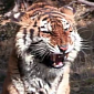 Watch: Tigress Attacks Man, but Only Because He Wants Her To