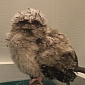 Watch: Time-Lapse Shows Tawny Frogmouth Chick Growing Up