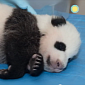 Watch: Time-Lapse Video Shows Baby Panda Growing Up