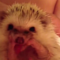 Watch: Tiny Hedgehog Cleans Itself, Looks Annoyingly Adorable Doing It