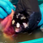 Watch: Tiny Skunk Takes a Bath