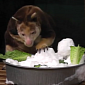 Watch: Tree Kangaroo Enjoys Breakfast with a Side of Snowman