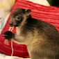 Watch: Tree Kangaroo Joeys Clown Around, Feast on Spaghetti