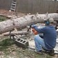 Watch: Tree Stands Back Up After Being Chopped Down