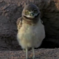 Watch: “True Facts About the Owl” Sheds Light on the Life of This Elusive Bird