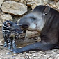 Watch: Facts About the Tapir That Everybody Must Know