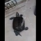 Watch: Turtle Twerking to “Wiggle Wiggle” Will Totally Make Your Day