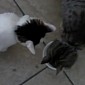 Watch: Ultimate Proof That Cats Are Jerks