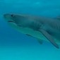 Watch: Underwater Footage of Sharks Is Positively Stunning