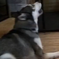 Watch: Video of Dog Faking One Very Dramatic Death Goes Viral