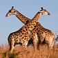 Watch: Violent Giraffe Fight Caught on Tape