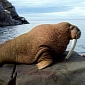 Watch: Walruses Make Great Mothers