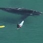 Watch: Whale Filmed Swimming Alongside Surfers in Australia