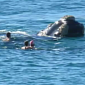 Watch: Whale Knocks Surfer Unconscious