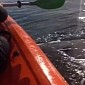 Watch: Whale Lifts Kayaker Out of the Water