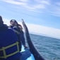 Watch: Whale Smacks Woman in the Head