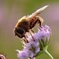 Watch: What Would Happen If Bees Were to Go Extinct