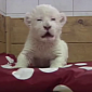 Watch: White Lion Cub Tries to Roar, Makes Sheep-like Sounds