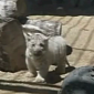 Watch: White Tiger Cubs Make Their First Public Appearance in Japan