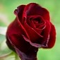 Watch: Why Roses Smell Sweet, as Explained by Science