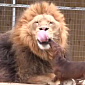 Watch: Wiener Dog Gives Lion a Dental Exam