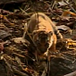 Watch: Wild Tiger Cubs Caught on Camera in the Indian Jungle