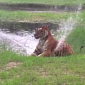 Watch: World's Oldest Tiger, Flavio, Battles a Fountain