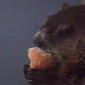 Watch: Woodchuck Feasts on an Ice Cream Cone
