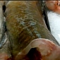 Watch: Zombie Fish Moves After It's Been Chopped, Decapitated