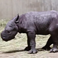 Watch: Zoo in Chicago Welcomes Endangered Black Rhino Calf