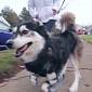 Watch and Tear Up at This Video of a Dog Walking on Leg Prosthetics – Video