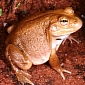 Water-Holding Frog’s Survival Skills Amaze Biologists [VIDEO]