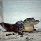 Water Pollution Impacts on Alligators' Body Weight