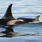 Weeks-Old Baby Whale Born to Endangered Pod Is a Girl