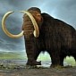 Weeks-Old Woolly Mammoths Asphyxiated to Death After Inhaling Mud