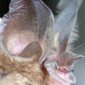 Weird Bat's Nose Shape Finally Explained