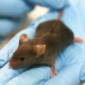 Weird Compound Extends Mice's Life Span Considerably