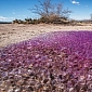 Weird-Looking Purple Spheres Found in the Arizona Desert