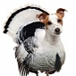 Weird Turkey-Dog Hybrid Asks Children to Become Vegans