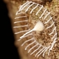 Weird Web Structure Discovered in the Peruvian Amazon