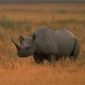 West African Black Rhino Feared Extinct