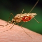 West Nile Virus Now Spreading Across Europe, All Thanks to Climate Change