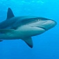 Western Australia EPA Under Fire for Not Investigating the Shark Cull