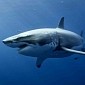 Western Australia's EPA Promises to Review the State's Shark Cull