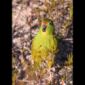 Western Australia's New Parrot Species